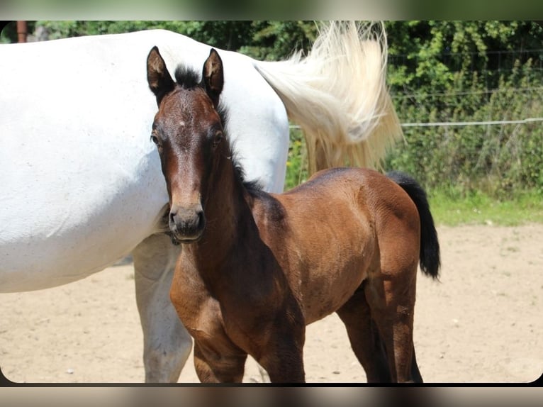 Holstein Stallion  Bay-Dark in Bredenbek
