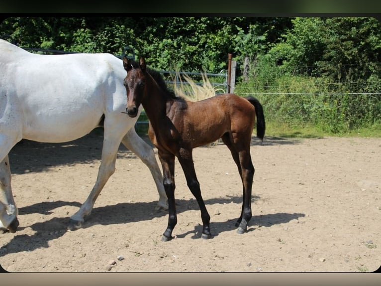 Holstein Stallion  Bay-Dark in Bredenbek