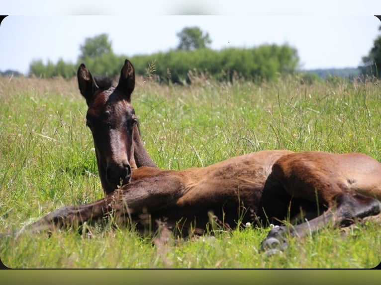Holstein Stallion  Bay-Dark in Bredenbek
