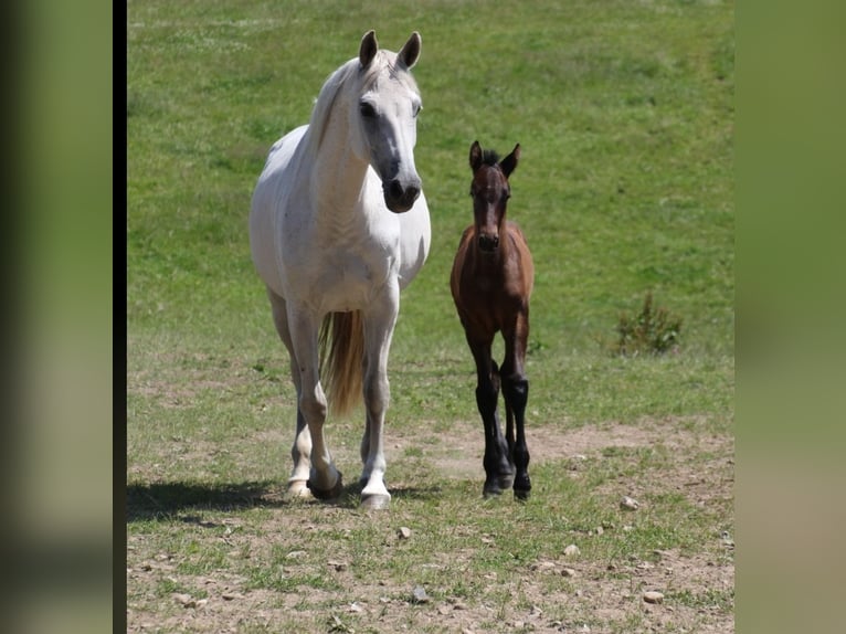 Holstein Stallion  Bay-Dark in Bredenbek