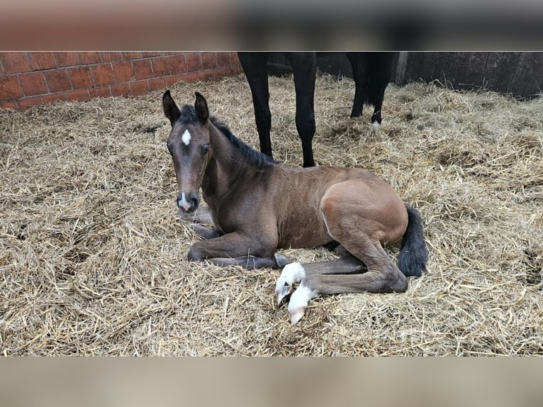 Holstein Stallion Foal (05/2025) Bay-Dark in Bad Bramstedt