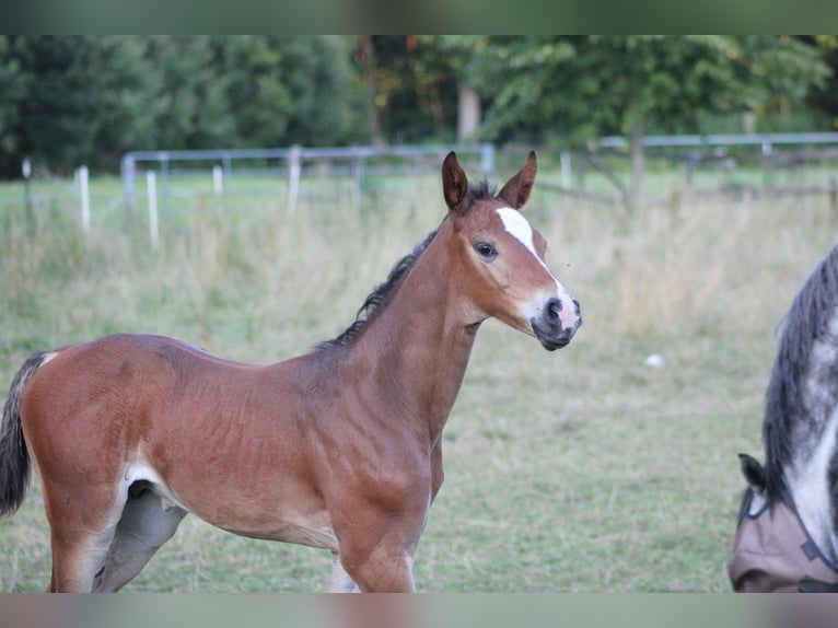 Holstein Stallion Foal (06/2025) Bay-Dark in Appen