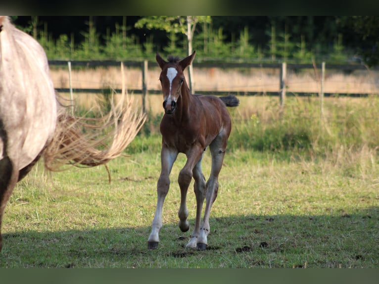 Holstein Stallion Foal (06/2025) Bay-Dark in Appen
