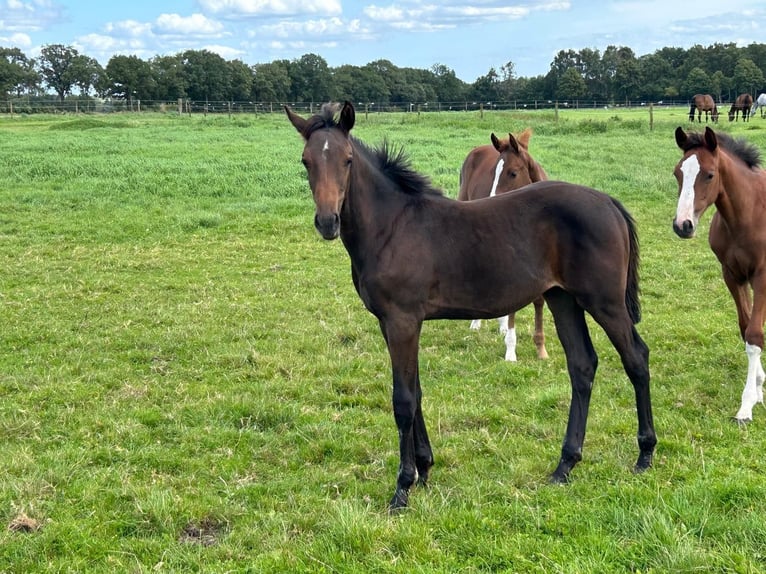 Holstein Stallion Foal (03/2025) Bay-Dark in Bokel
