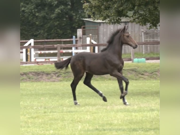Holstein Stallion Foal (03/2025) Bay-Dark in Bokel