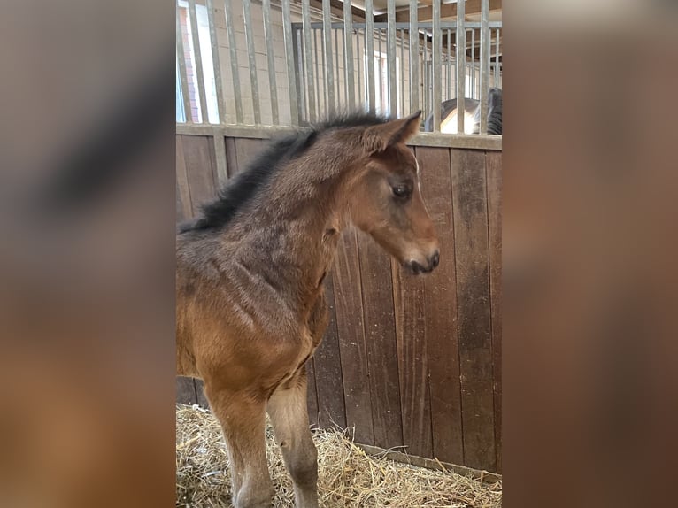 Holstein Stallion Foal (03/2025) Bay-Dark in Bokel