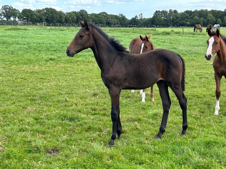 Holstein Stallion Foal (03/2025) Bay-Dark in Bokel