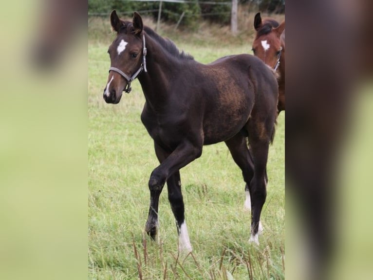 Holstein Stallion Foal (05/2024) Bay-Dark in Behrendorf