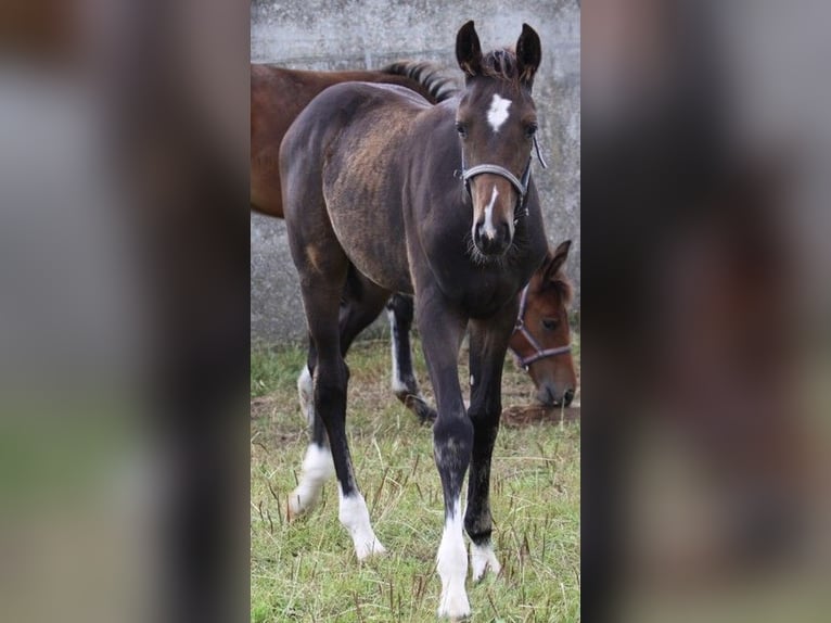 Holstein Stallion Foal (05/2024) Bay-Dark in Behrendorf