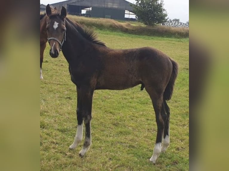 Holstein Stallion Foal (05/2024) Bay-Dark in Behrendorf