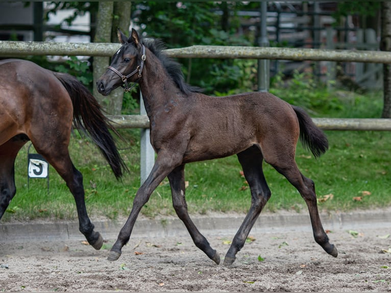 Holstein Stallion  Bay-Dark in Grasberg