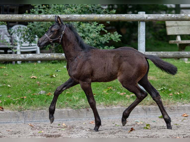 Holstein Stallion  Bay-Dark in Grasberg