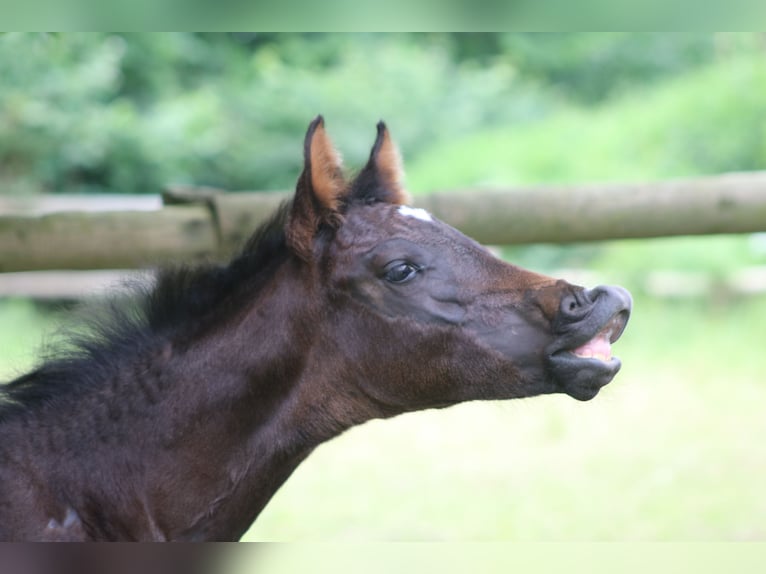 Holstein Stallion  Bay-Dark in Grasberg