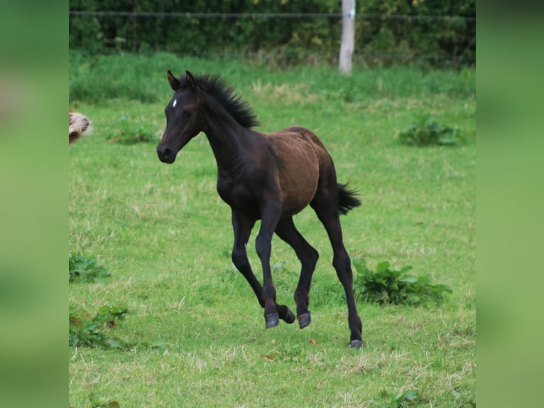 Holstein Stallion  Bay-Dark in Grasberg