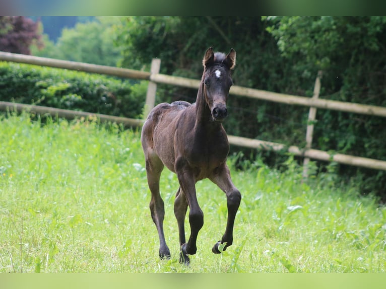 Holstein Stallion  Bay-Dark in Grasberg