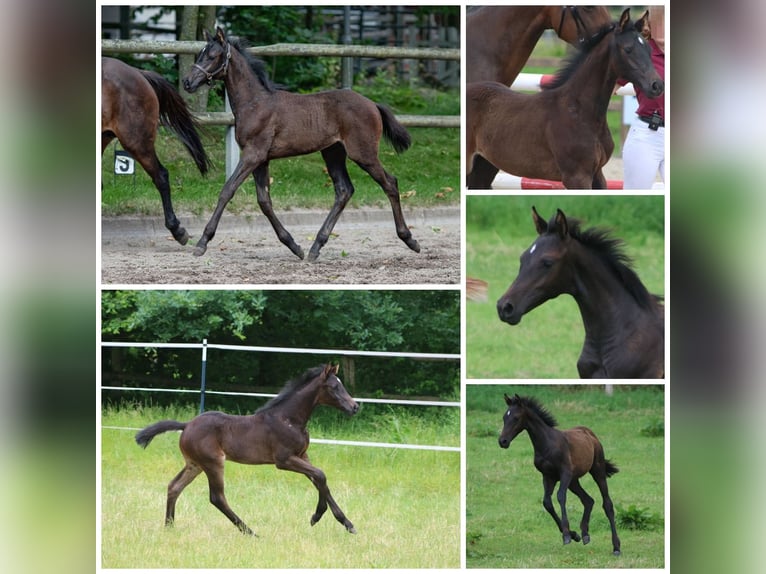 Holstein Stallion  Bay-Dark in Grasberg