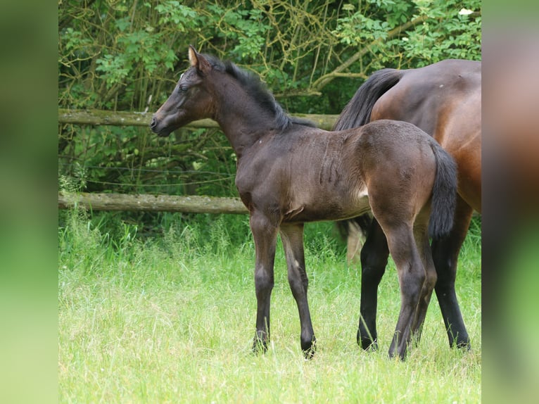 Holstein Stallion  Bay-Dark in Grasberg