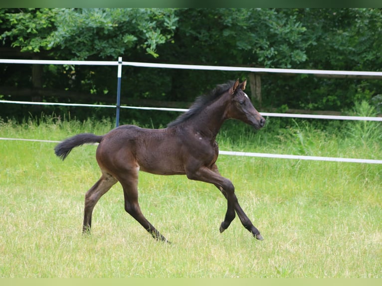 Holstein Stallion  Bay-Dark in Grasberg