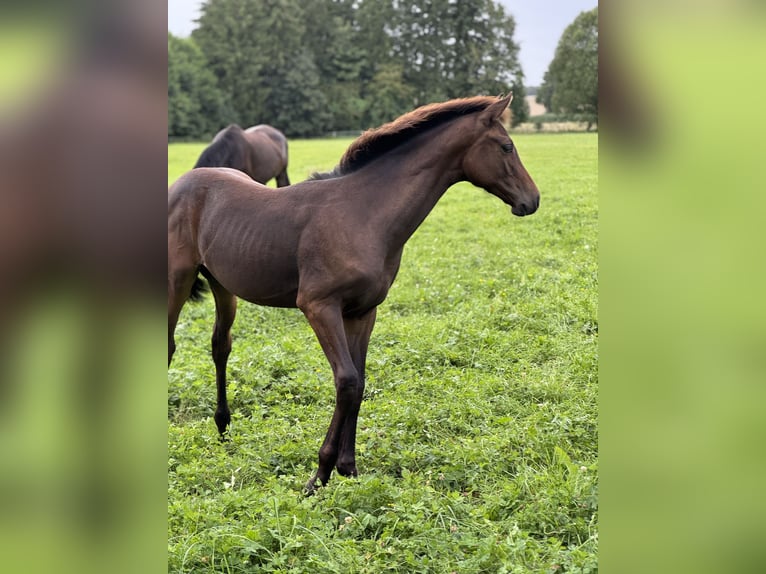 Holstein Stallion Foal (03/2025) Bay-Dark in Pronstorf