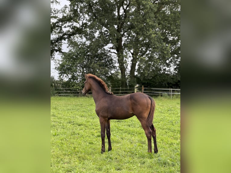 Holstein Stallion Foal (03/2025) Bay-Dark in Pronstorf