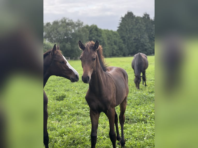Holstein Stallion Foal (03/2025) Bay-Dark in Pronstorf