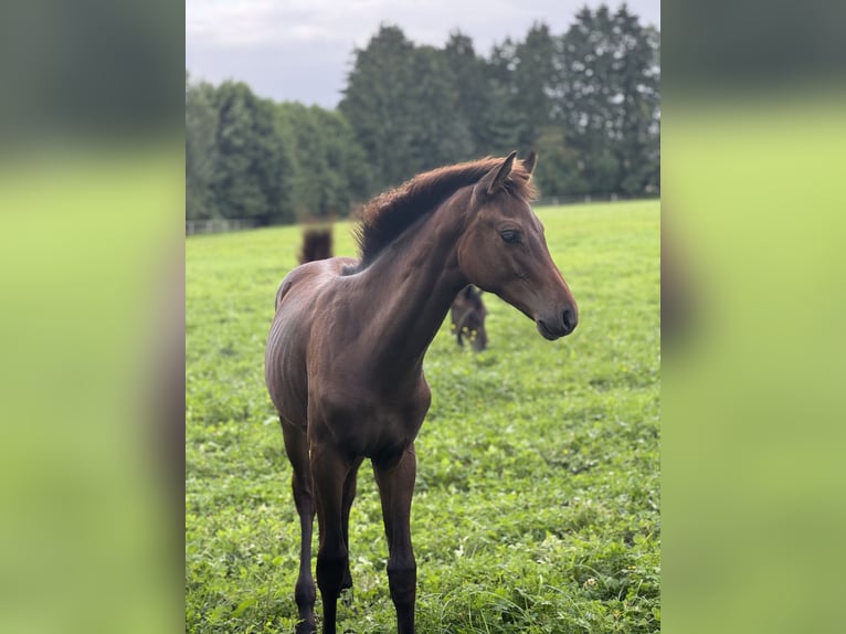 Holstein Stallion Foal (03/2025) Bay-Dark in Pronstorf