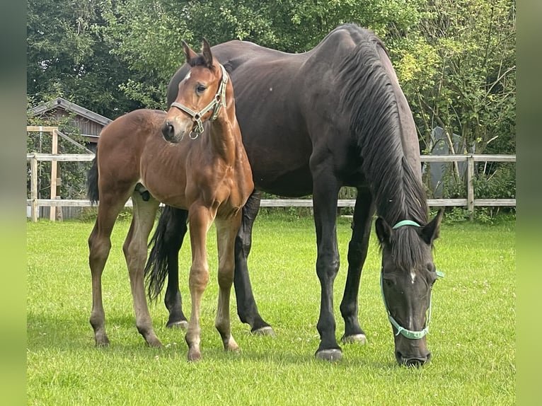 Holstein Stallion Foal (07/2025) Bay-Dark in Immenstedt