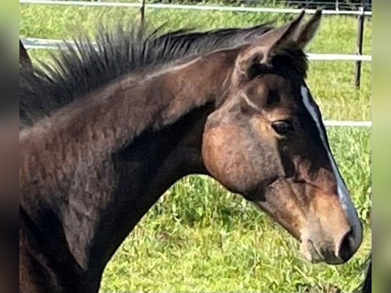 Holstein Stallion Foal (03/2025) Bay-Dark in Osdorf