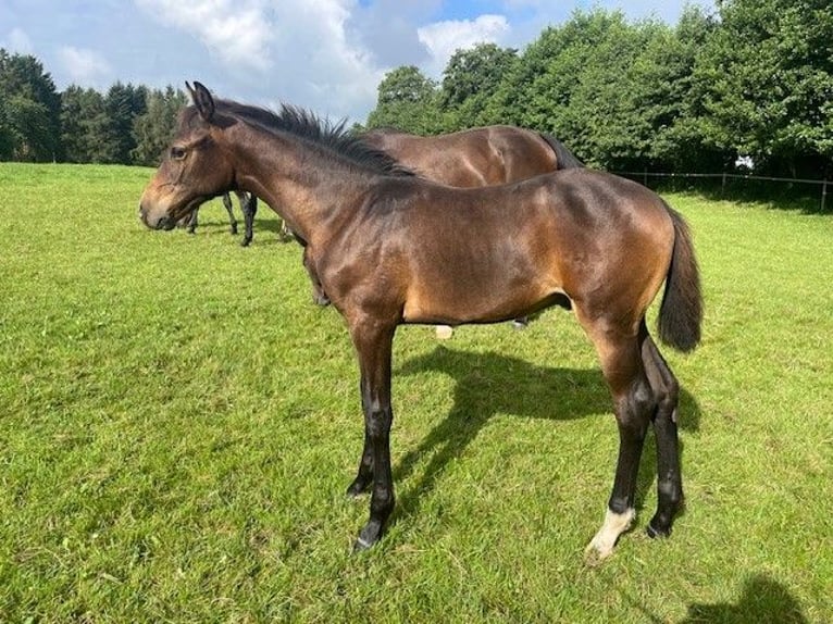Holstein Stallion Foal (03/2025) Bay-Dark in Osdorf