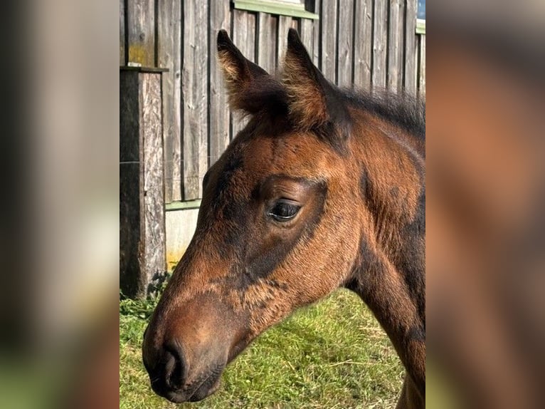 Holstein Stallion Foal (06/2025) Bay-Dark in Osdorf