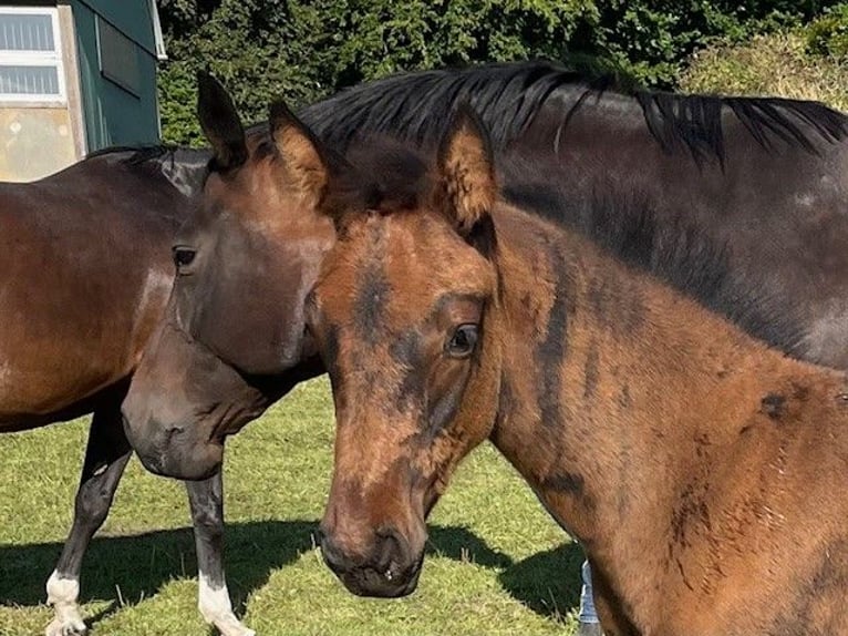 Holstein Stallion Foal (06/2025) Bay-Dark in Osdorf