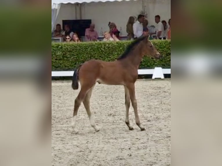 Holstein Stallion Foal (06/2026) Bay-Dark in Sterup
