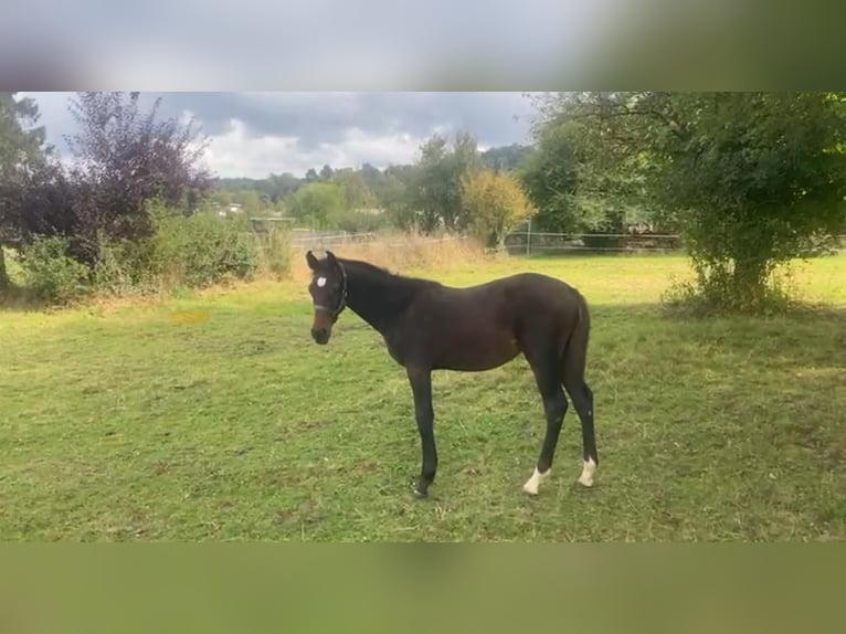 Holstein Stallion  Bay-Dark in Wetzlar