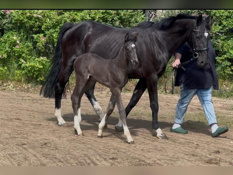 Holstein Stallion Foal (06/2026) Black in Mildstedt