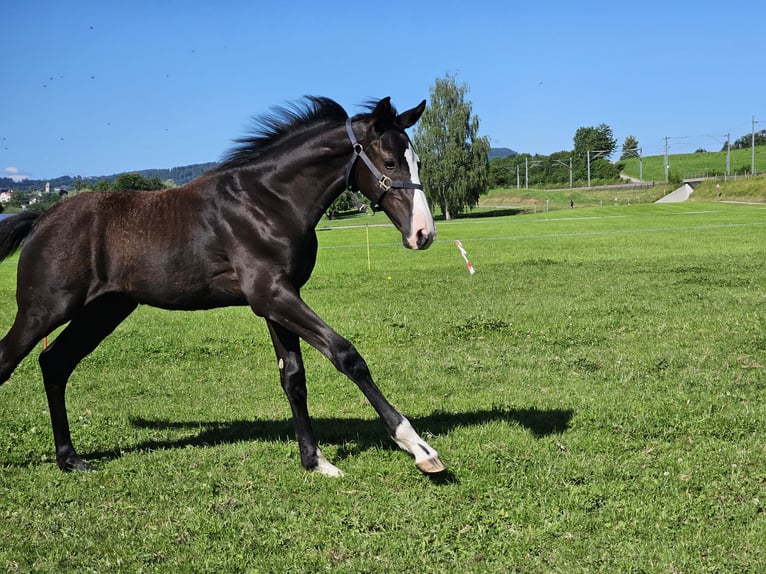 Holstein Stallion Foal (04/2024) Black in Gossau SG