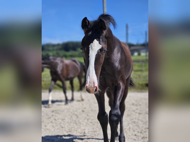 Holstein Stallion Foal (04/2024) Black in Gossau SG