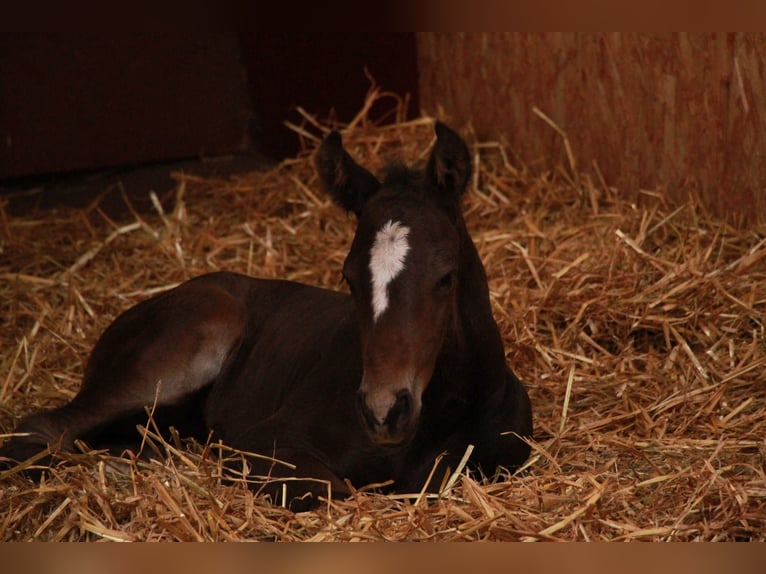 Holstein Stallion Foal (05/2026) Brown in Seedorf