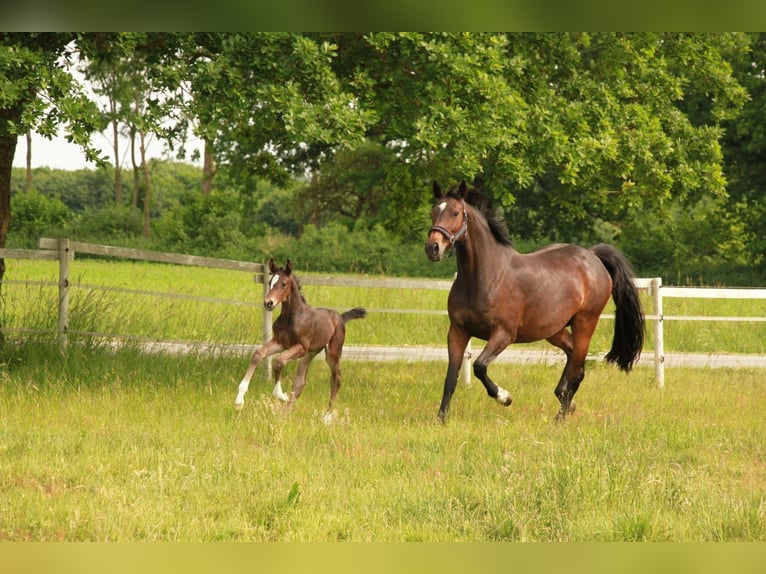 Holstein Stallion Foal (05/2026) Brown in Seedorf