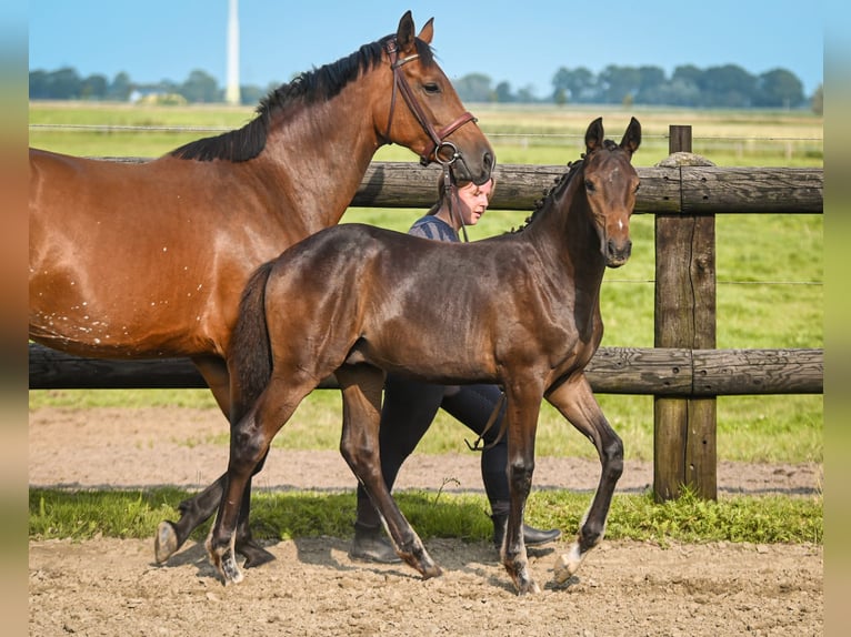 Holstein Stallion Foal (04/2025) Brown in Diekhusen-Fahrstedt