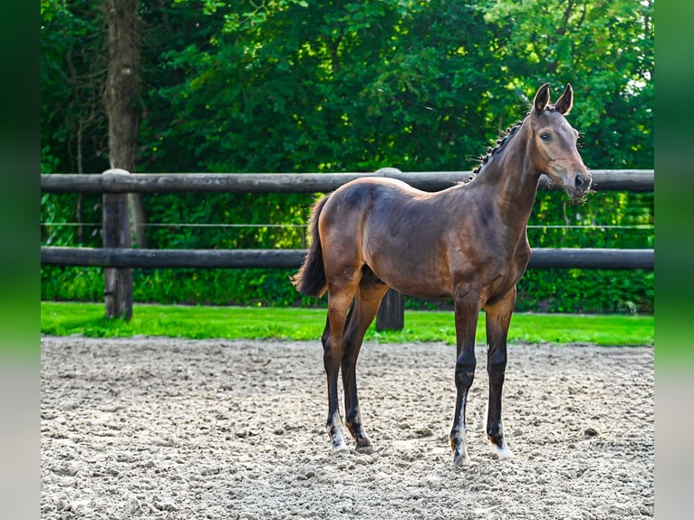 Holstein Stallion Foal (04/2025) Brown in Diekhusen-Fahrstedt