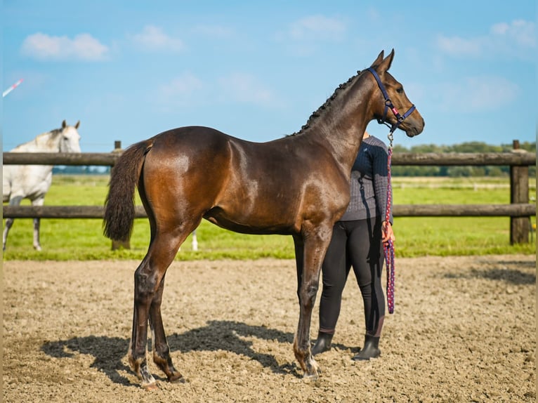Holstein Stallion Foal (04/2025) Brown in Diekhusen-Fahrstedt