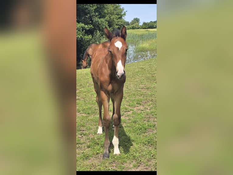 Holstein Stallion Foal (01/2026) Brown in Mohrkirch