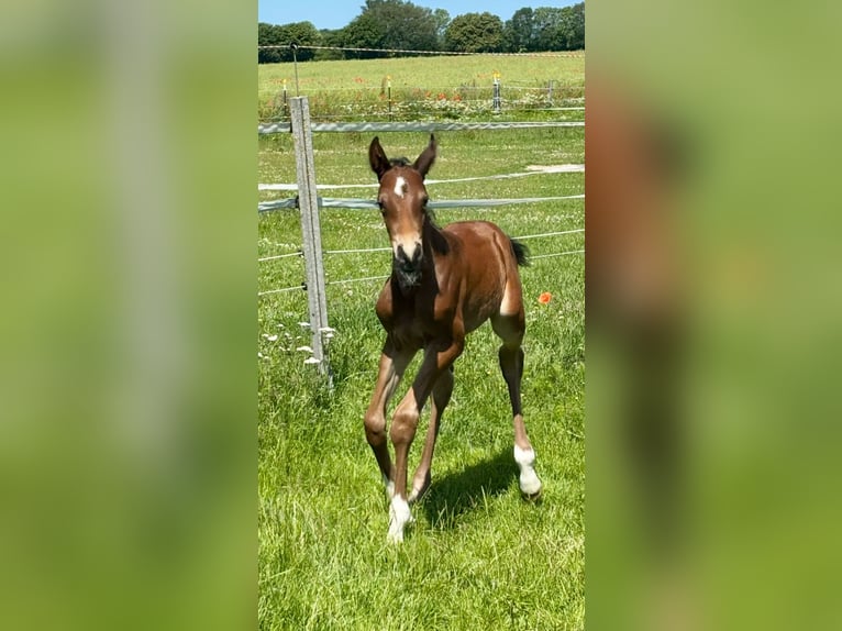 Holstein Stallion  Brown in R&#xFC;mpel
