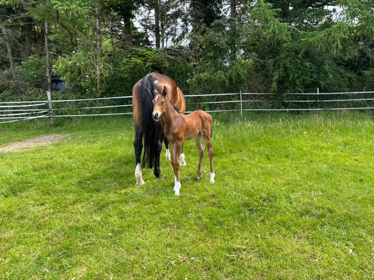 Holstein Stallion  Brown in R&#xFC;mpel