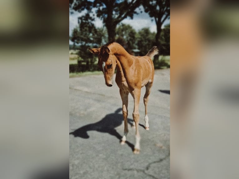 Holstein Mix Stallion Foal (06/2025) Brown-Light in Krumstedt