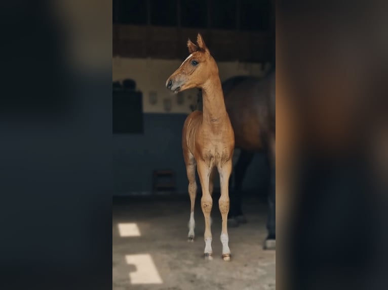 Holstein Mix Stallion Foal (06/2025) Brown-Light in Krumstedt