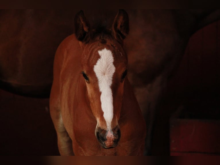 Holstein Stallion Foal (05/2026) Brown-Light in Seedorf