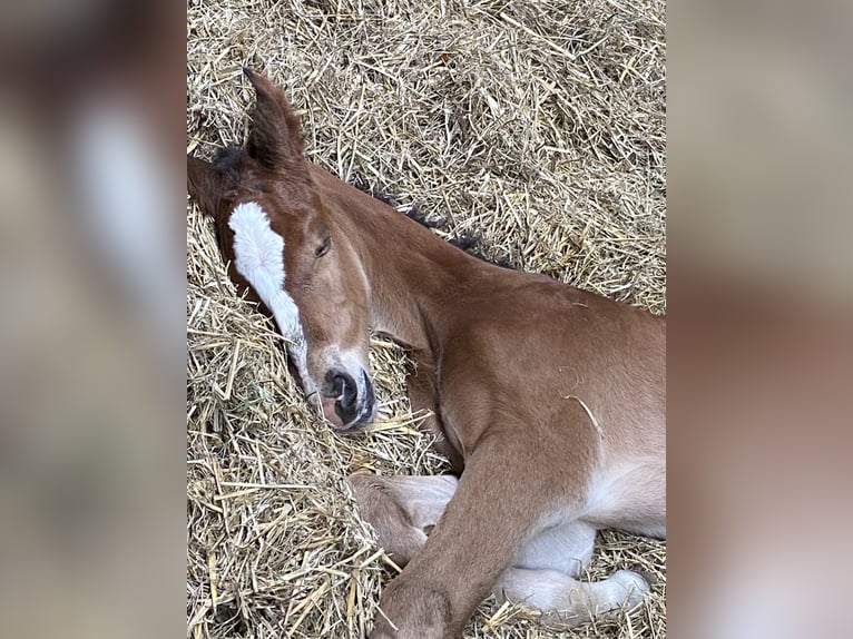 Holstein Stallion Foal (05/2026) Brown-Light in Seedorf