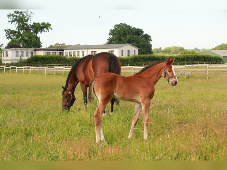 Holstein Stallion Foal (05/2026) Brown-Light in Seedorf