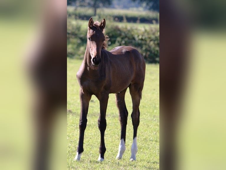 Holstein Stallion Foal (04/2025) Brown-Light in Behrendorf